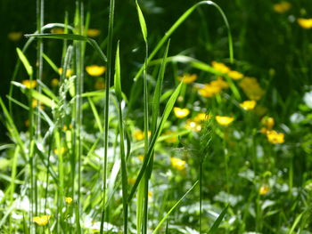 Close-up of wet plants during rainy season