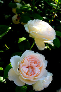 Close-up of white rose