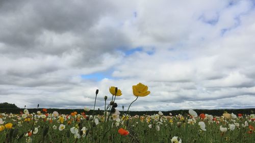 Close-up of fresh flowers blooming in field against cloudy sky