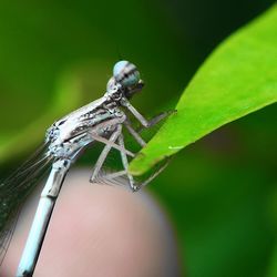 Close-up of insect on leaf