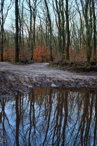 Reflection of bare trees in water