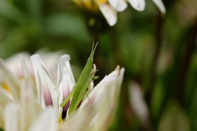 Close-up of white flower