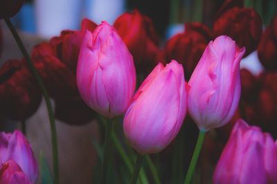 Close-up of pink tulips blooming outdoors