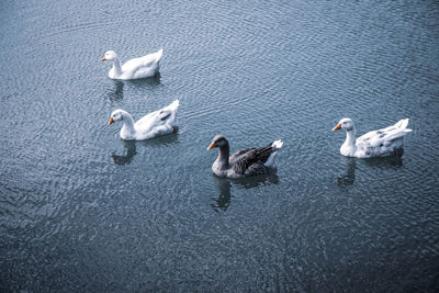 Ducks swimming in the lake