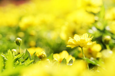 Close-up of yellow flowering plant on field