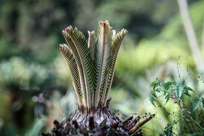 Close-up of succulent plant on field