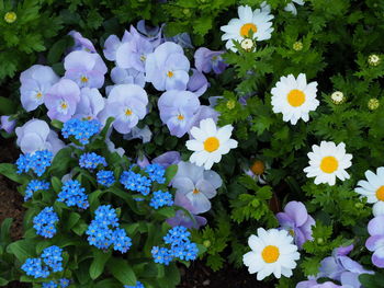 High angle view of purple flowering plants