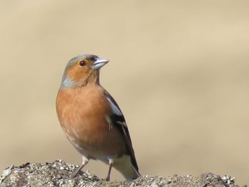 Close-up of bird perching on branch