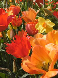 Close-up of orange flowers blooming outdoors