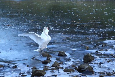 Swan on lake during winter