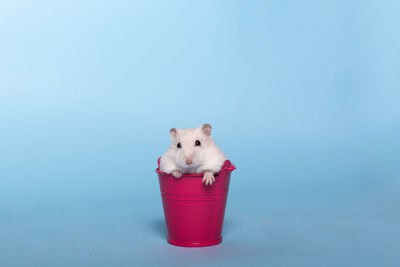 View of a dog over blue background