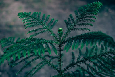 Close-up of fresh green plant against sky