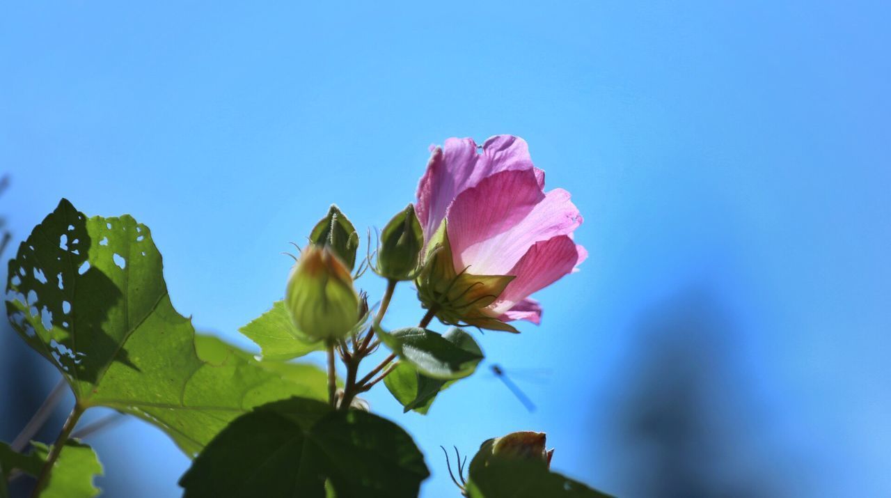 CLOSE-UP OF PINK FLOWERING PLANT AGAINST BLUE SKY