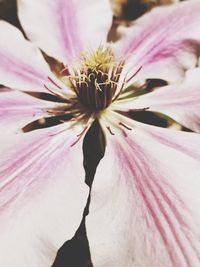 Close-up of fresh pink flower