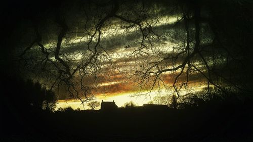 Silhouette of trees at sunset