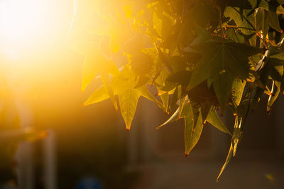 Close-up of maple leaves on plant during autumn