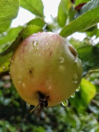 Close-up of water drops on plant