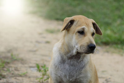 Close-up of dog looking away