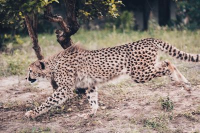 Full length of a cat