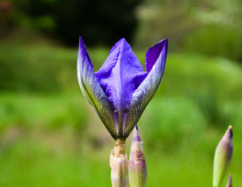 Close-up of purple flower