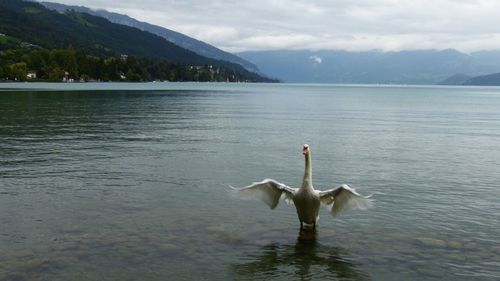 Swan swimming on lake against sky