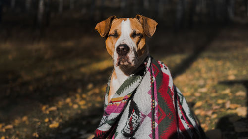 Portrait of dog on field