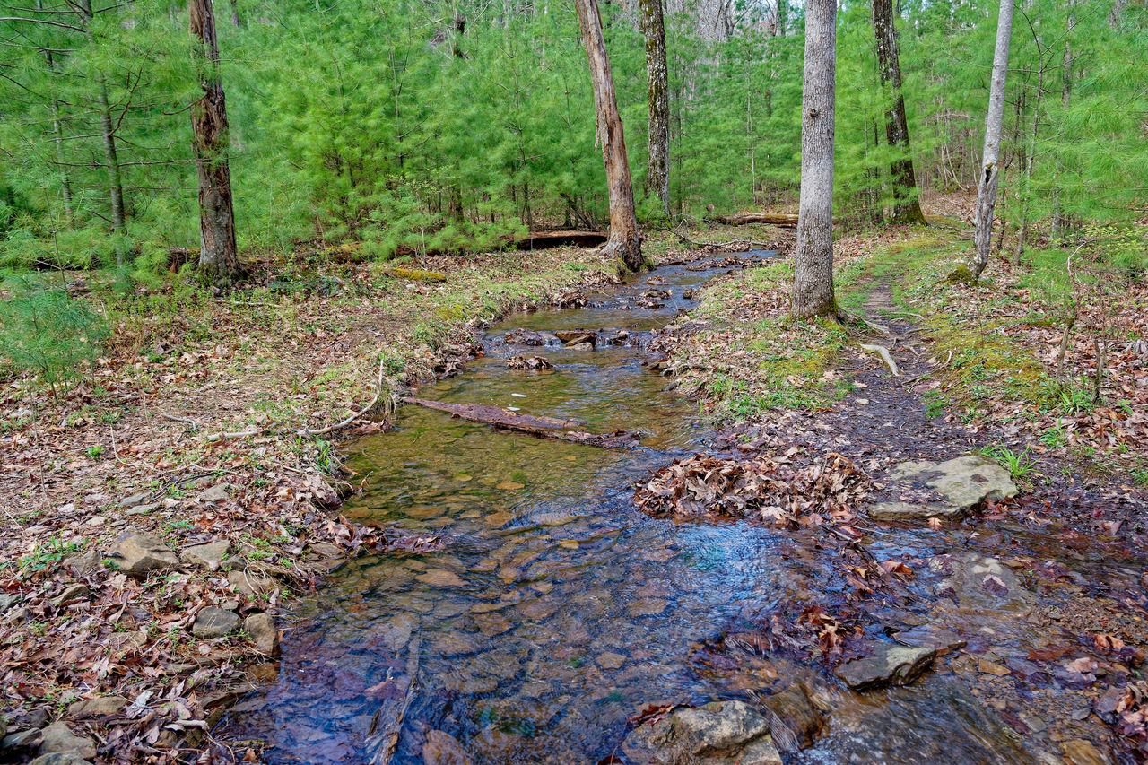 forest, plant, tree, natural environment, land, woodland, stream, wilderness, nature, wetland, tranquility, no people, beauty in nature, trail, day, tree trunk, trunk, water, growth, environment, tranquil scene, non-urban scene, scenics - nature, green, leaf, outdoors, autumn, landscape, soil, plant part, footpath, creek