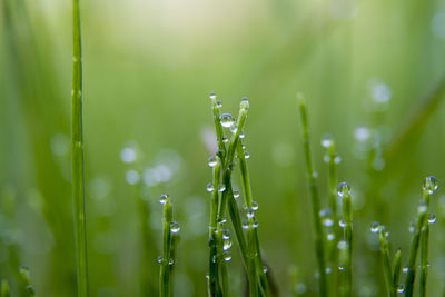 Close-up of wet grass