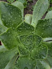 Full frame shot of wet leaf