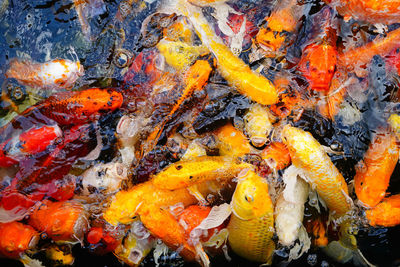 High angle view of koi carps swimming in water