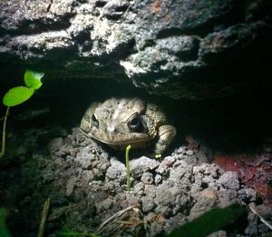 Close-up of frog on rock