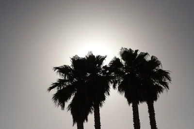 Low angle view of coconut palm trees against clear sky