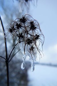 Close-up of frozen plant against sky