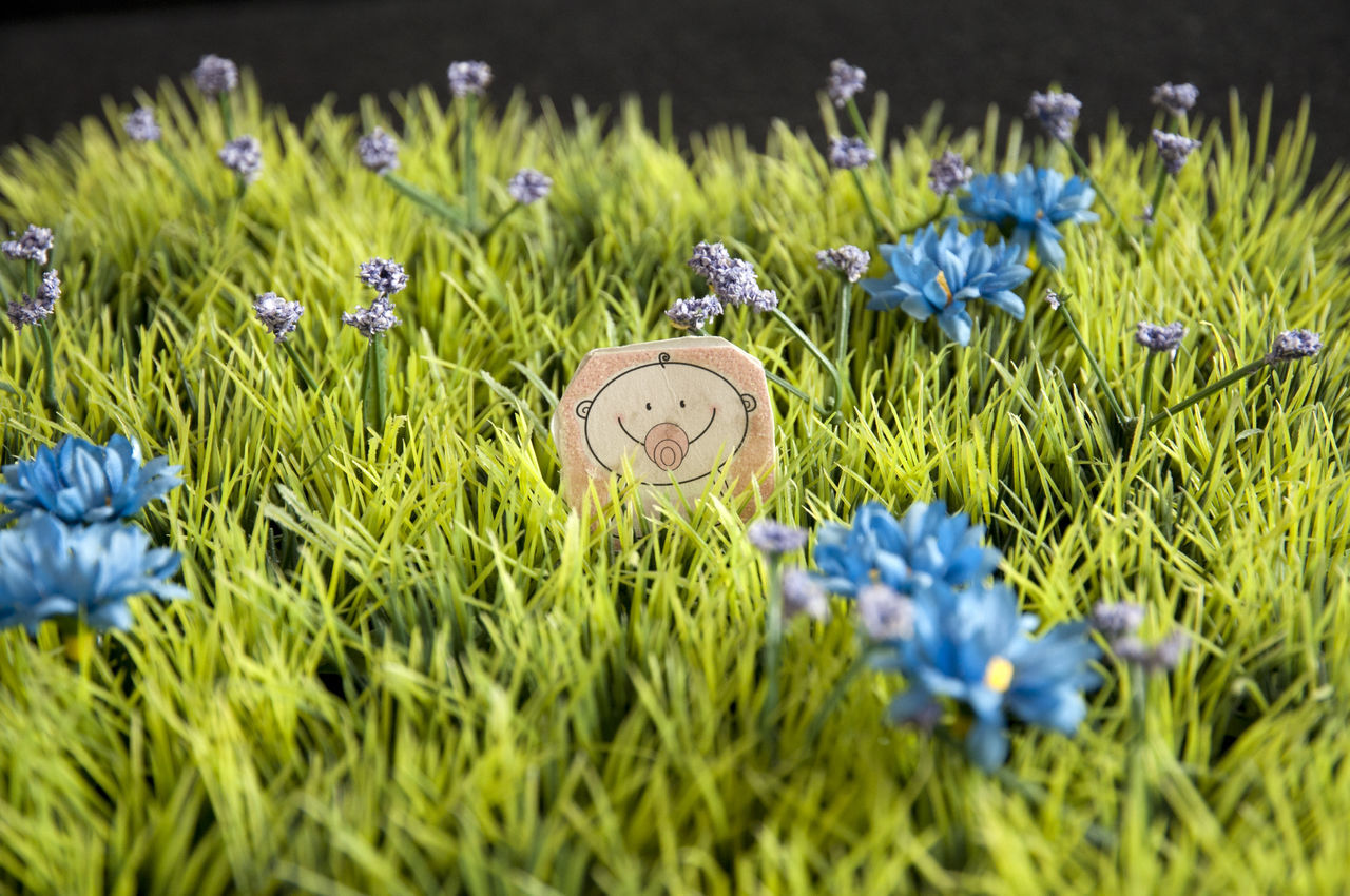 BLUE FLOWERS IN GARDEN