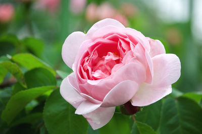 Close-up of pink rose