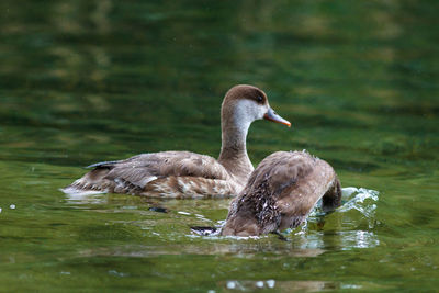 Duck swimming in lake