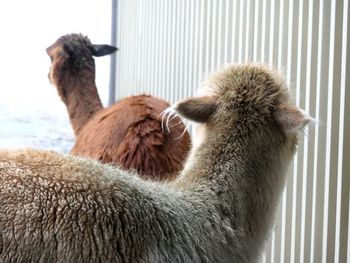 Close-up of backs of alpacas