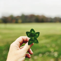 Five leaf clover hand picked in mid west field.  