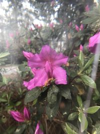 Close-up of pink flowering plant