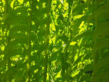 Full frame shot of fresh green plants