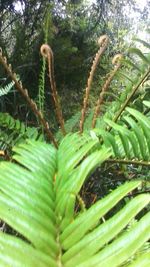 Close-up of green leaves