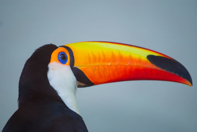 Close-up of multi colored bird against sky