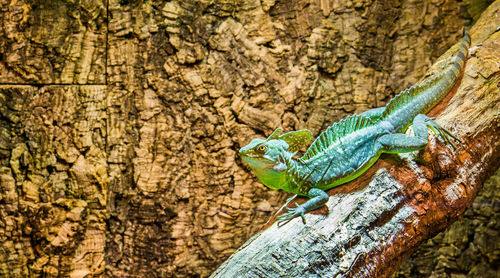 Close-up of a lizard on rock