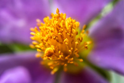 Close-up of yellow flowering plant