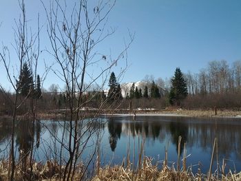 Reflection of trees in calm lake