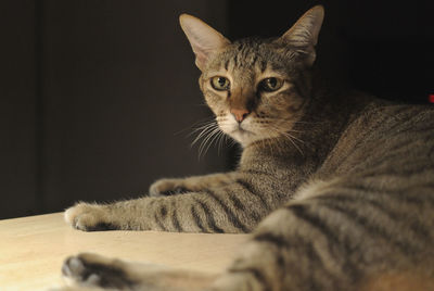 Close-up portrait of a cat