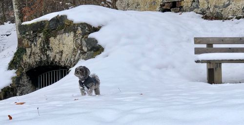 Snow covered field