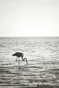 Side view of flamingo in lake against sky