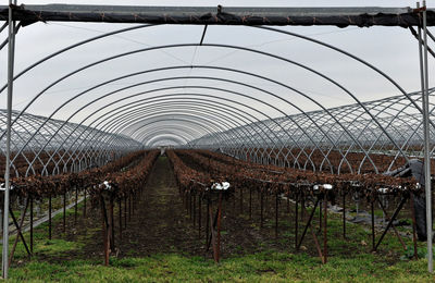 Plants growing on field seen through fence