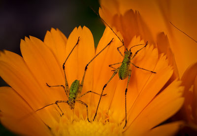 Close-up of insect on plant